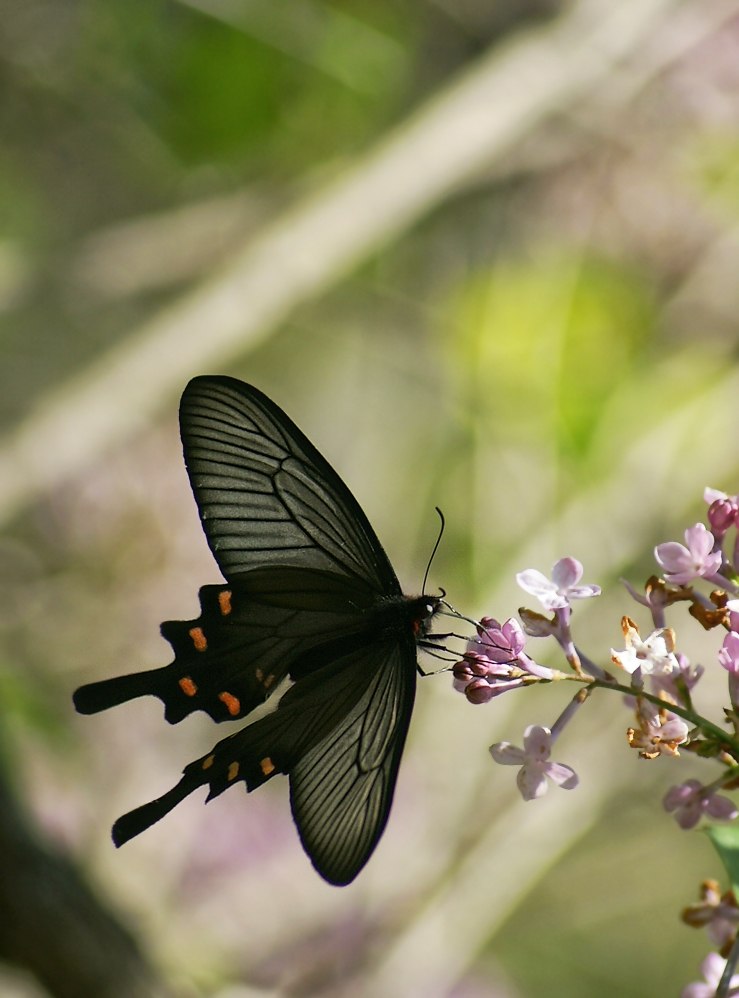 фото "Альценой (Atrophaneura alcinous)" метки: , 