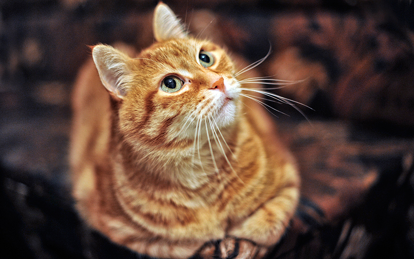 фото "My cat" метки: портрет, animal cat pet