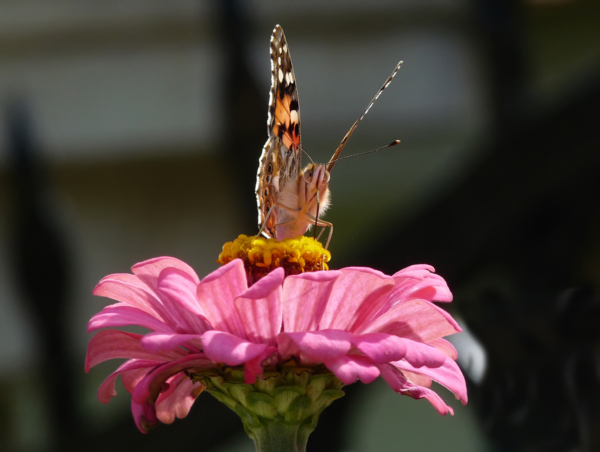 photo "***" tags: macro and close-up, insect