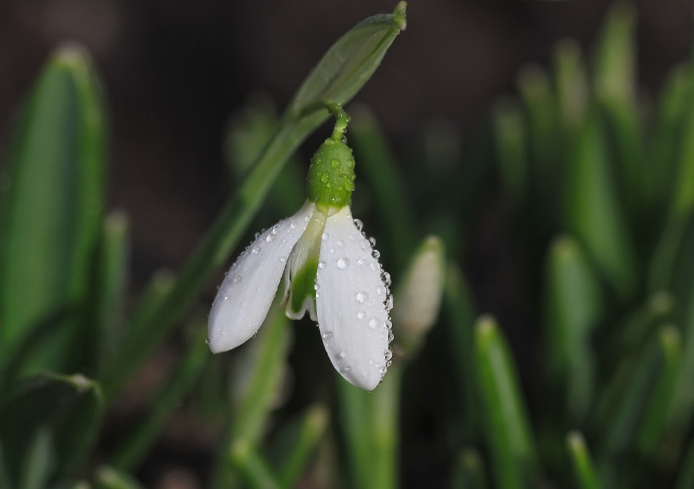 photo "***" tags: macro and close-up, spring, капли, подснежник