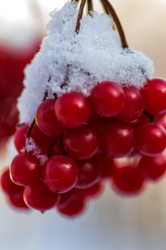 photo "***" tags: macro and close-up, 