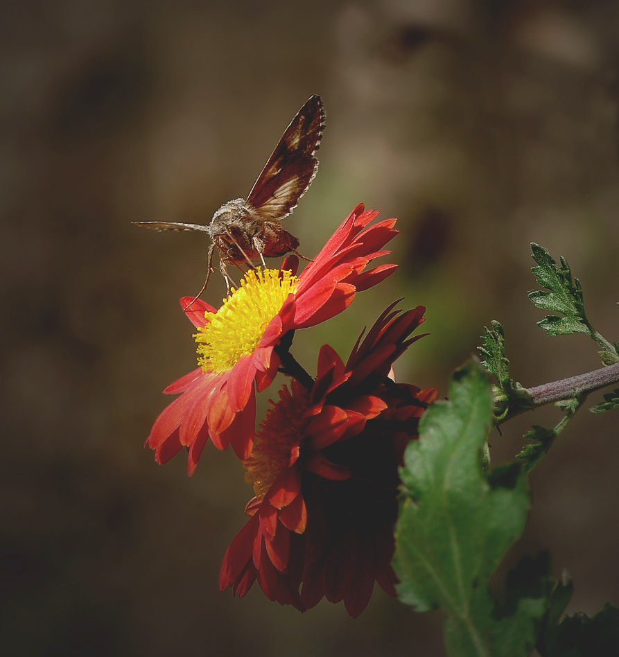 photo "***" tags: macro and close-up, insect