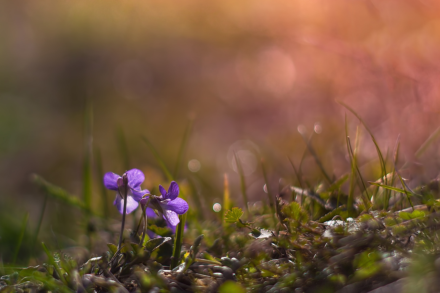 photo "***" tags: nature, macro and close-up, 