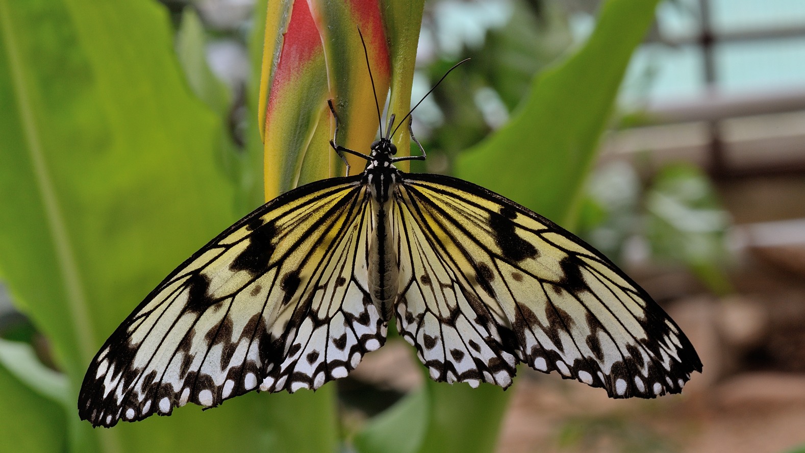 photo "***" tags: macro and close-up, 