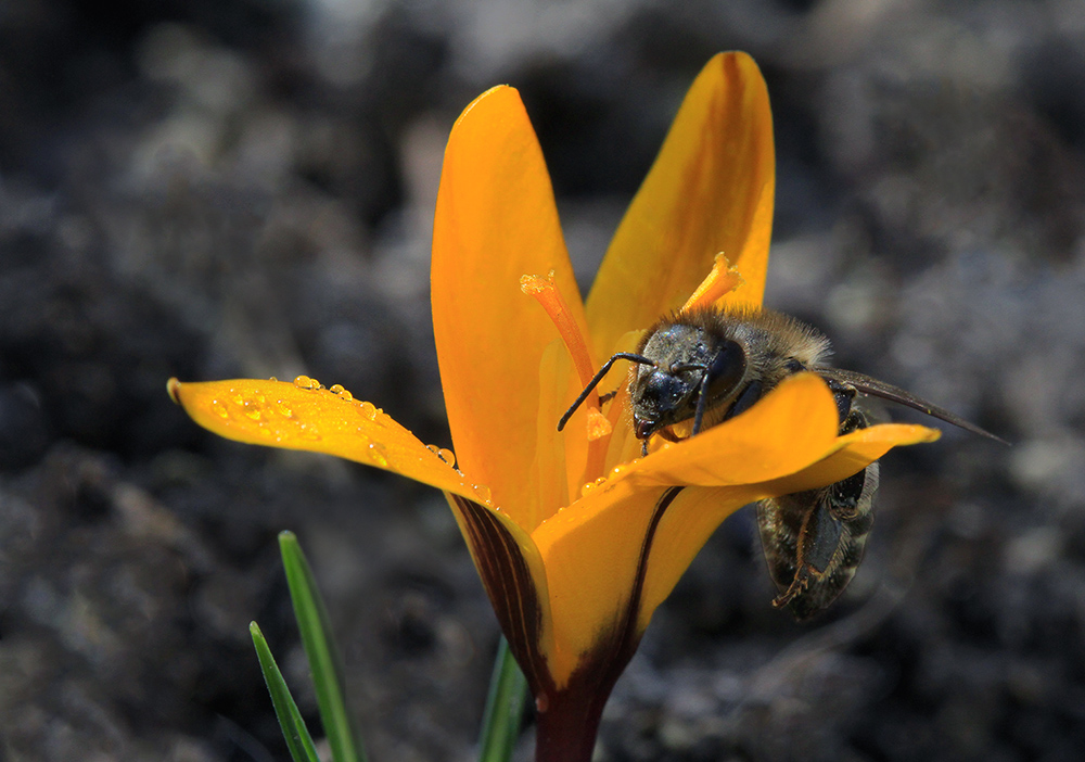 photo "***" tags: macro and close-up, spring, капли, крокус, пчела