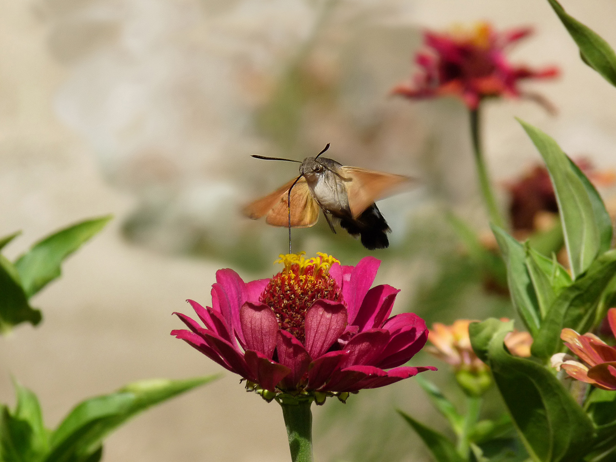 photo "***" tags: macro and close-up, insect