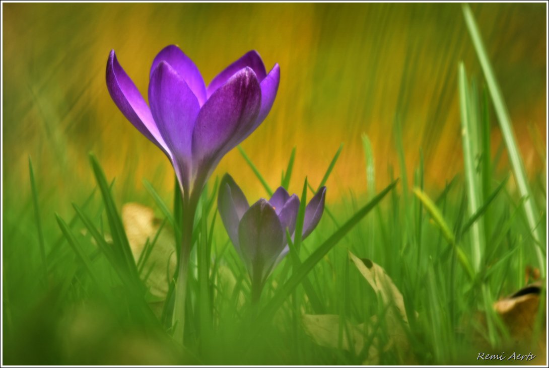 photo "***" tags: nature, macro and close-up, 