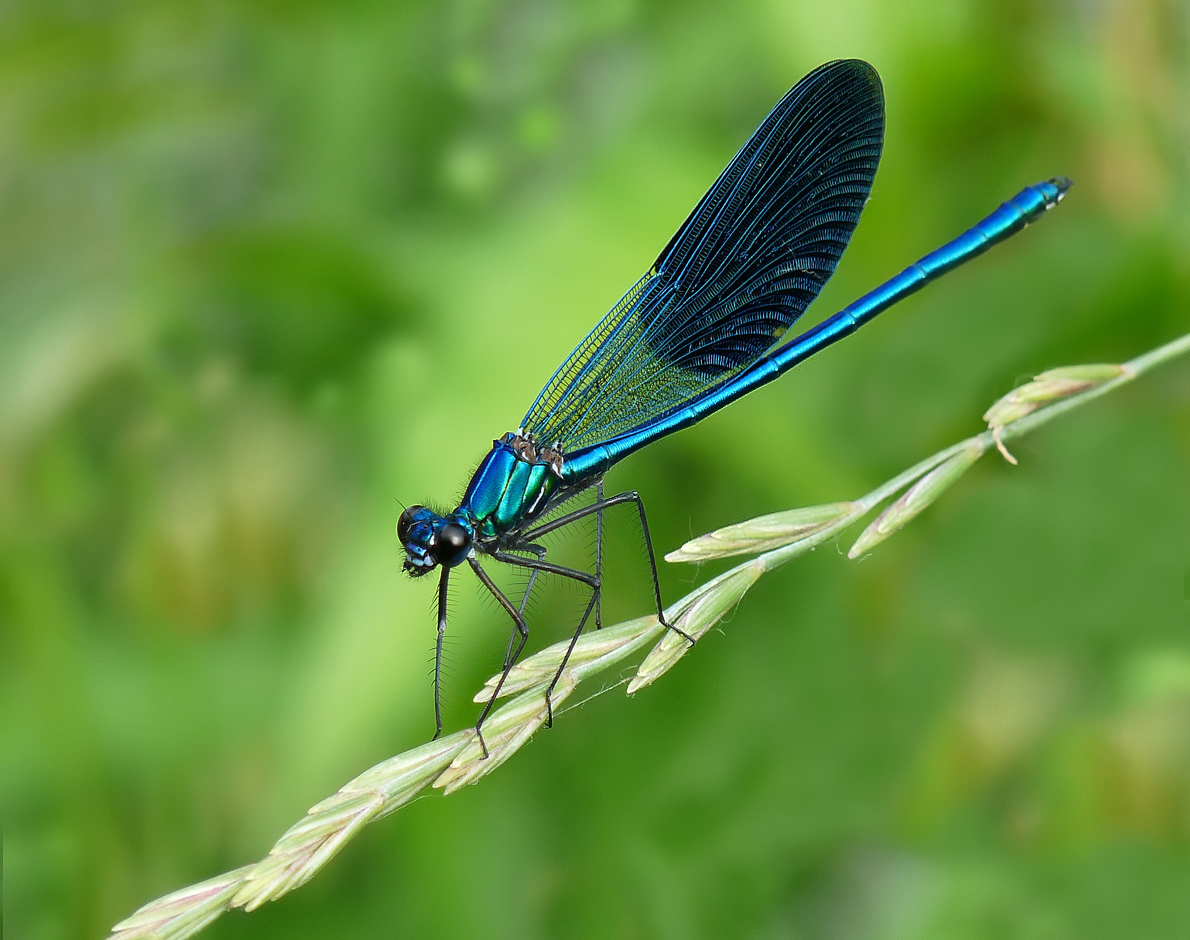 photo "***" tags: macro and close-up, insect