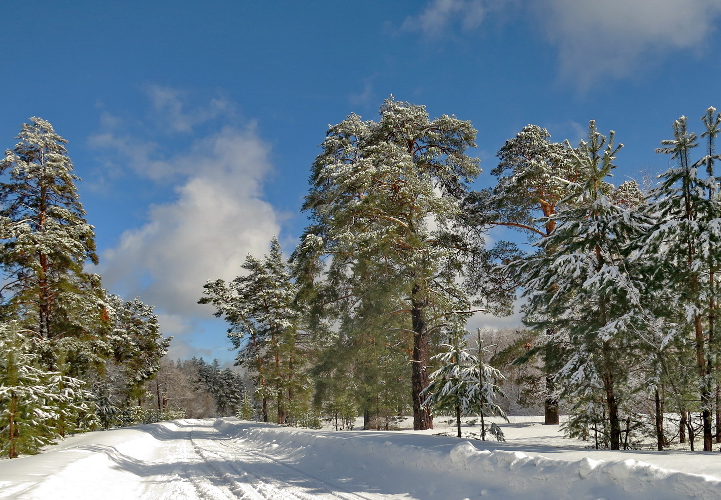 photo "Зимник" tags: landscape, nature, snow, winter, мороз