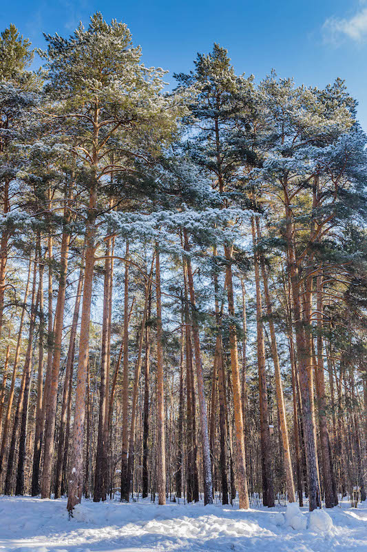 фото "Зимний лес" метки: пейзаж, Пермь, Россия, зима, лес