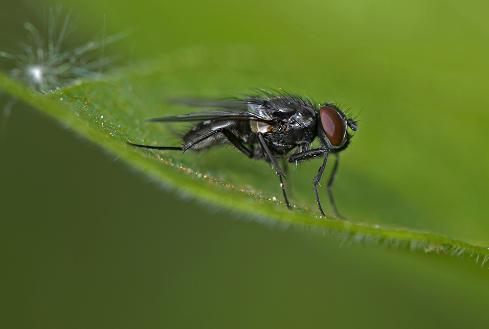 photo "***" tags: macro and close-up, Насекомые