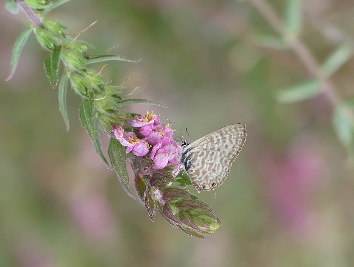 photo "***" tags: macro and close-up, insect