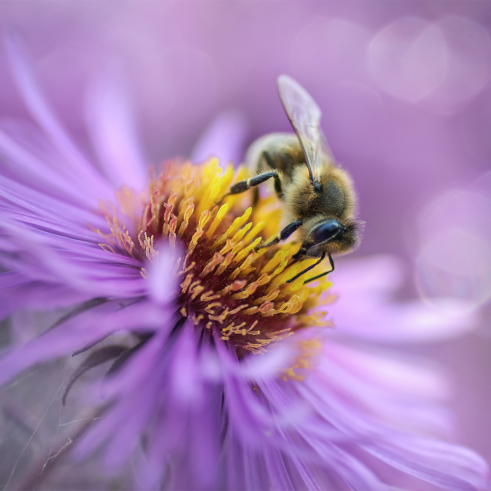 photo "***" tags: macro and close-up, nature, 