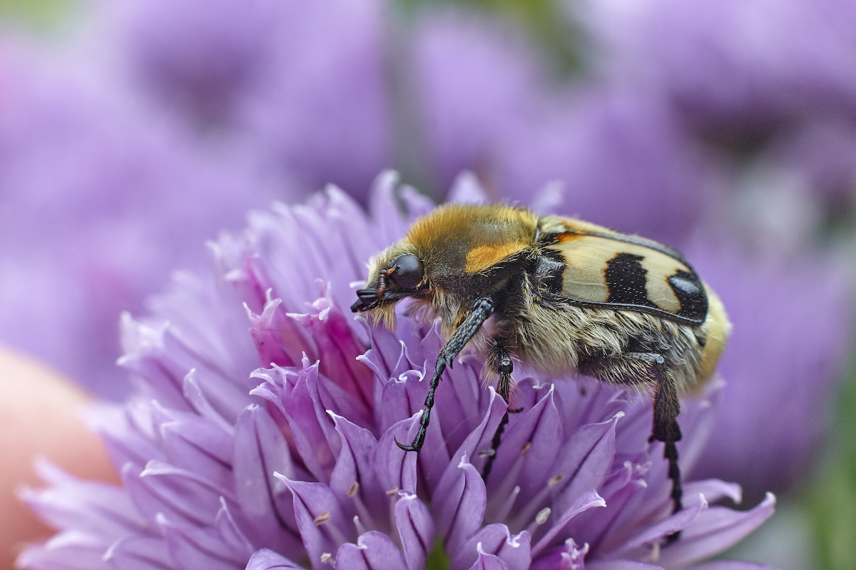 photo "***" tags: macro and close-up, 