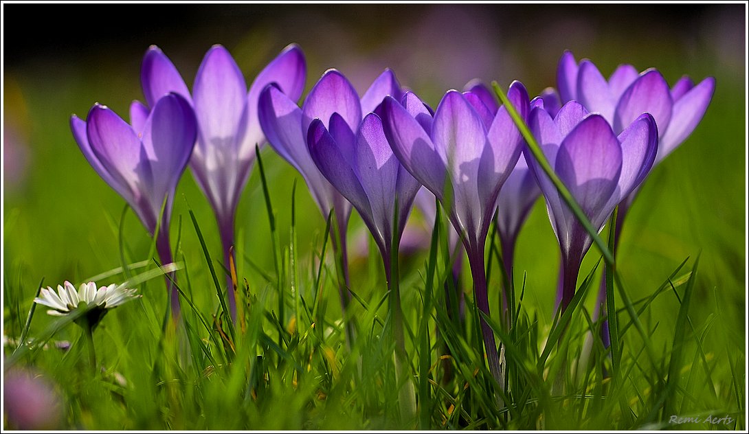 photo "***" tags: nature, macro and close-up, 