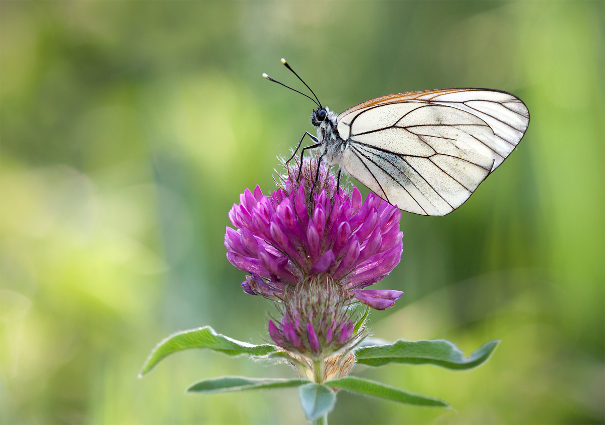 photo "***" tags: macro and close-up, 