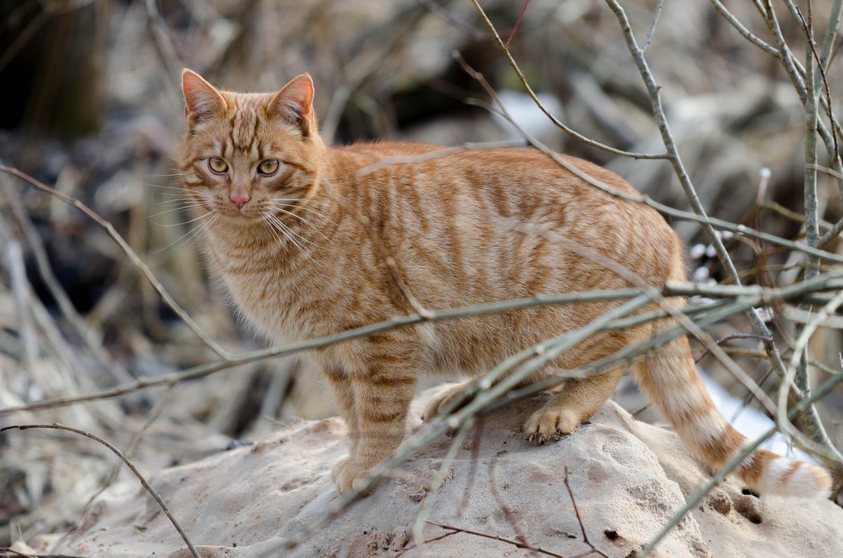 photo "***" tags: nature, portrait, misc., tomcat, песок