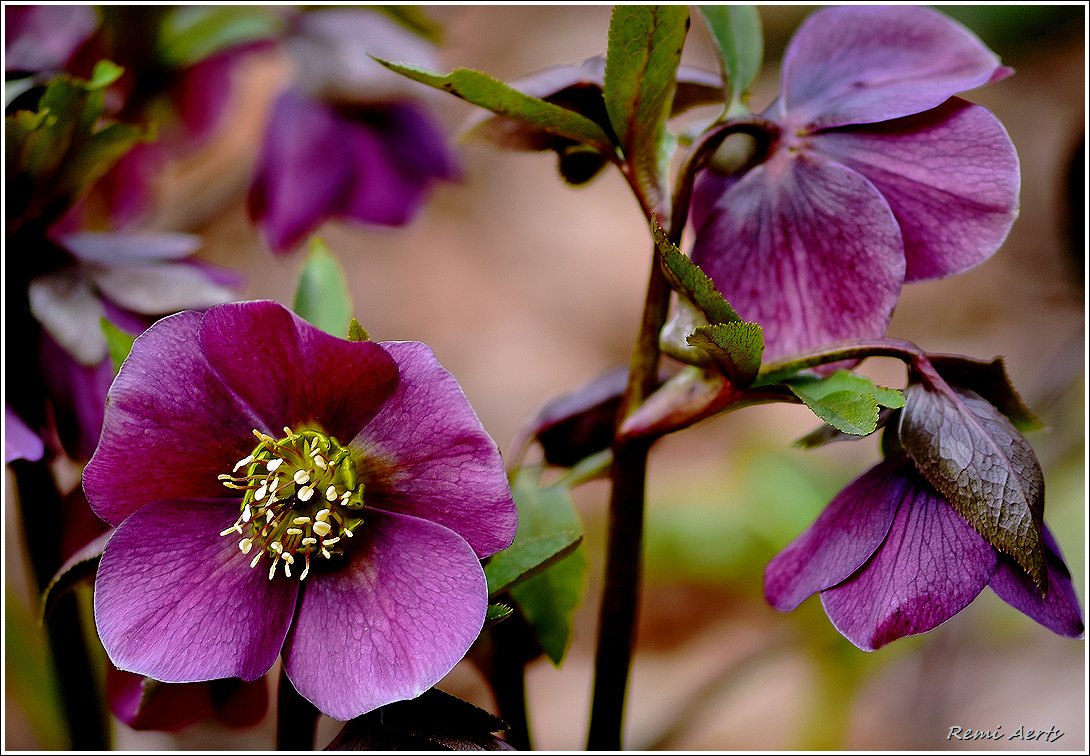 photo "***" tags: nature, macro and close-up, 