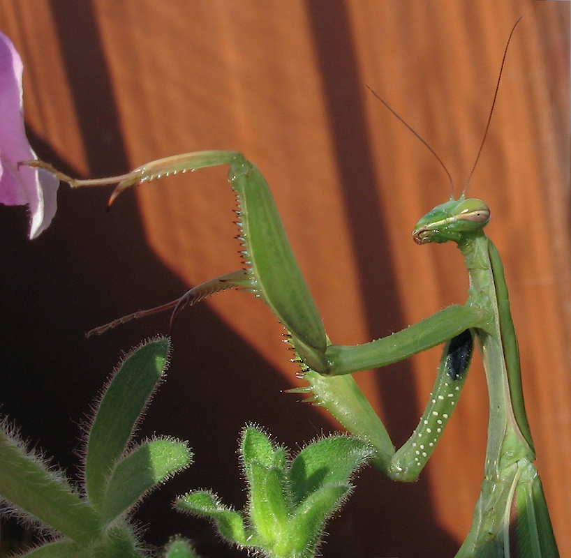 photo "***" tags: macro and close-up, 