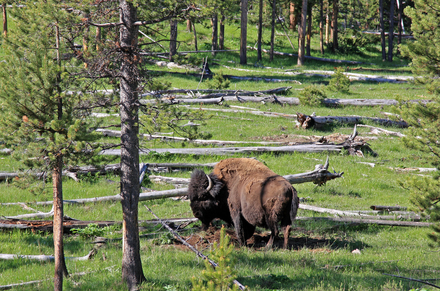 photo "***" tags: nature, travel, wild animals