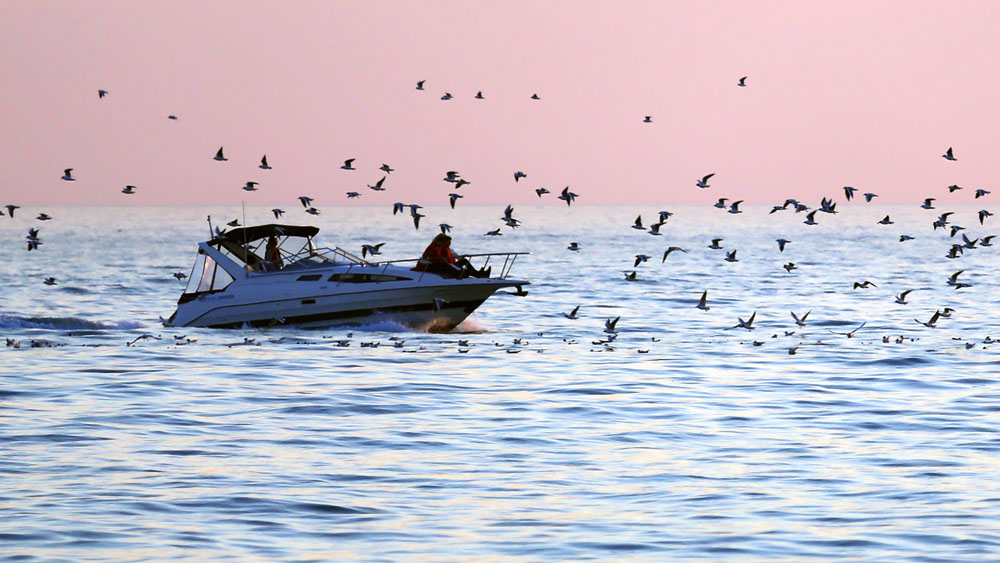 photo "***" tags: nature, landscape, genre, evening, sea, катер, перелёт, птицы