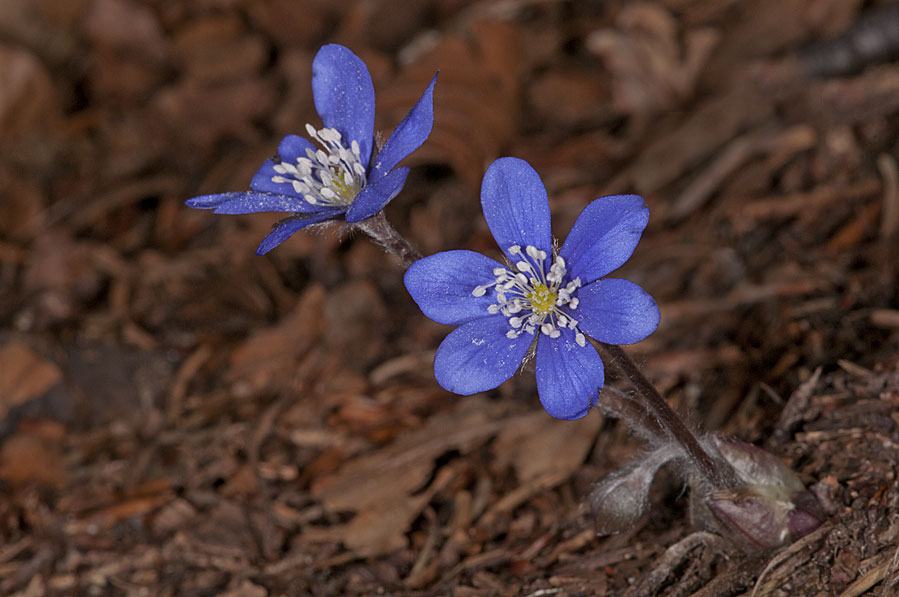 photo "Hepatica nobilis" tags: nature, macro and close-up, Hepatica nobilis