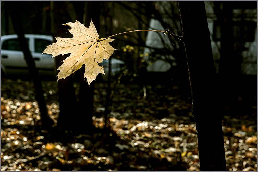 photo "***" tags: nature, genre, 