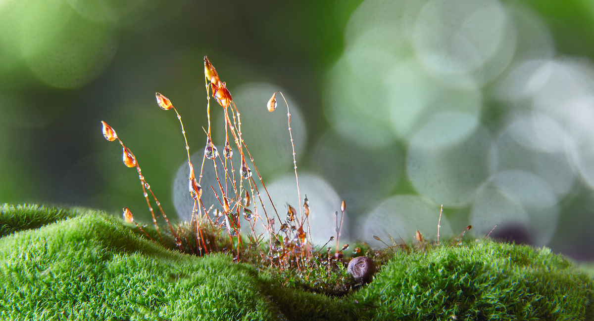 photo "***" tags: macro and close-up, 