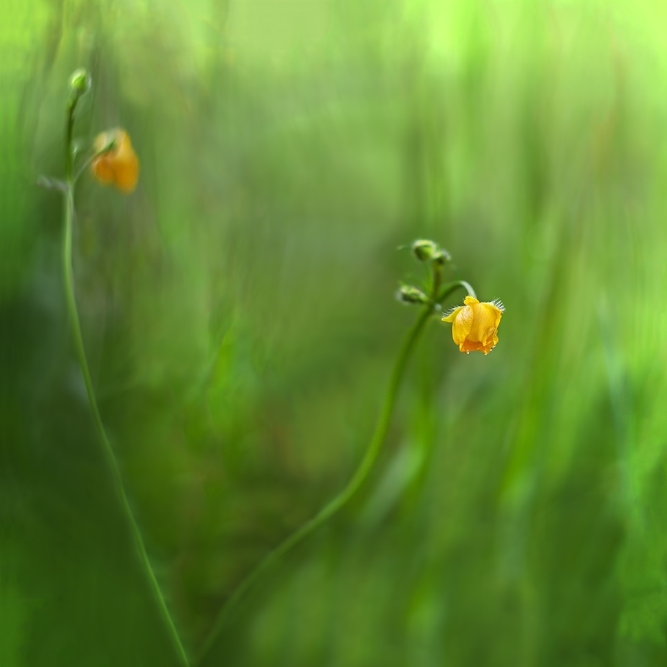 photo "***" tags: macro and close-up, nature, 