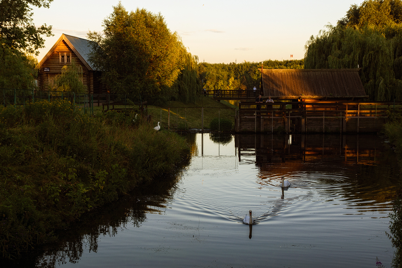 фото "Гуси-лебеди" метки: пейзаж, 