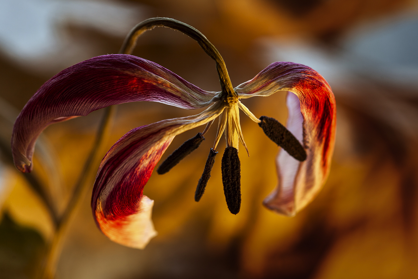 photo "***" tags: still life, macro and close-up, 
