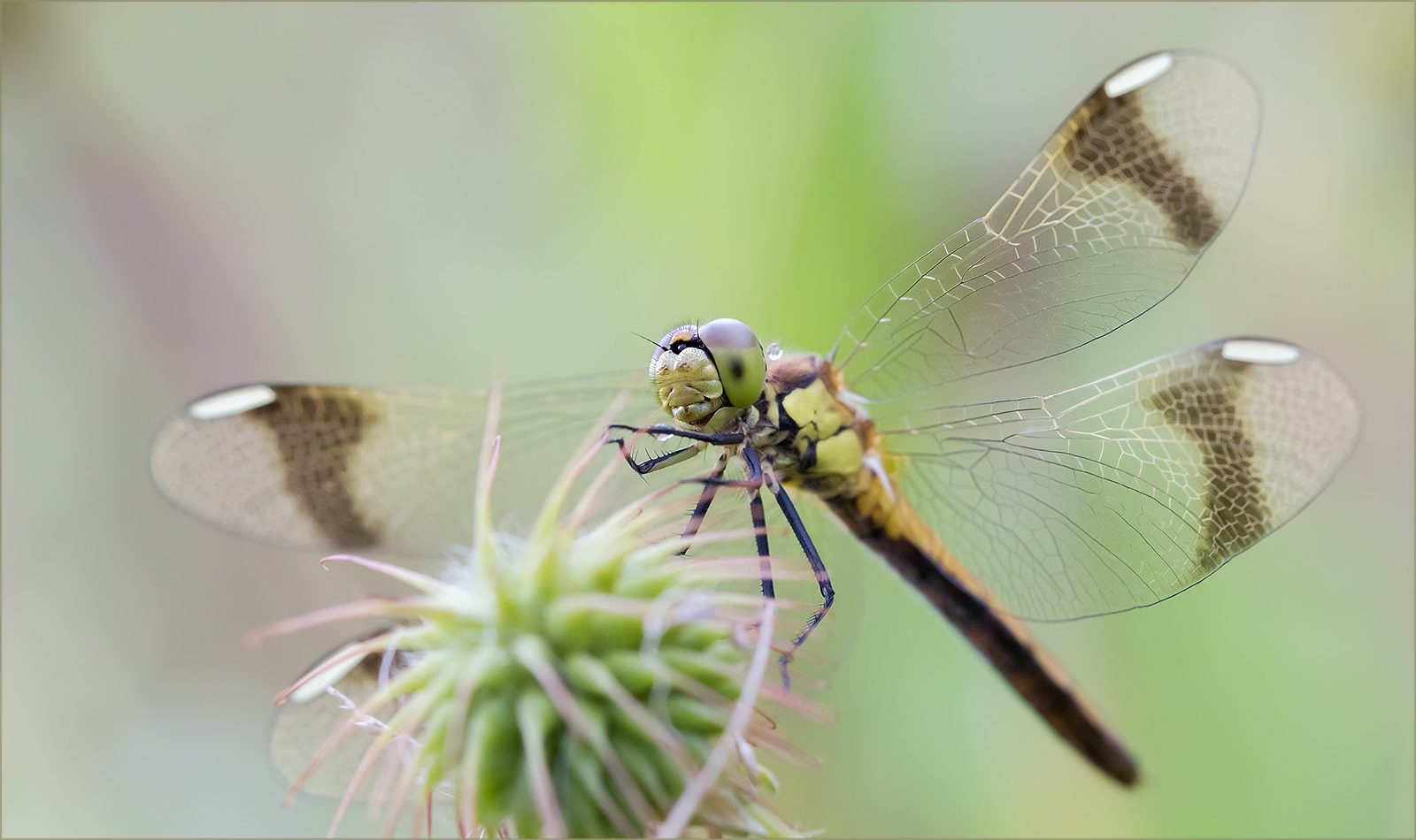 photo "***" tags: macro and close-up, 