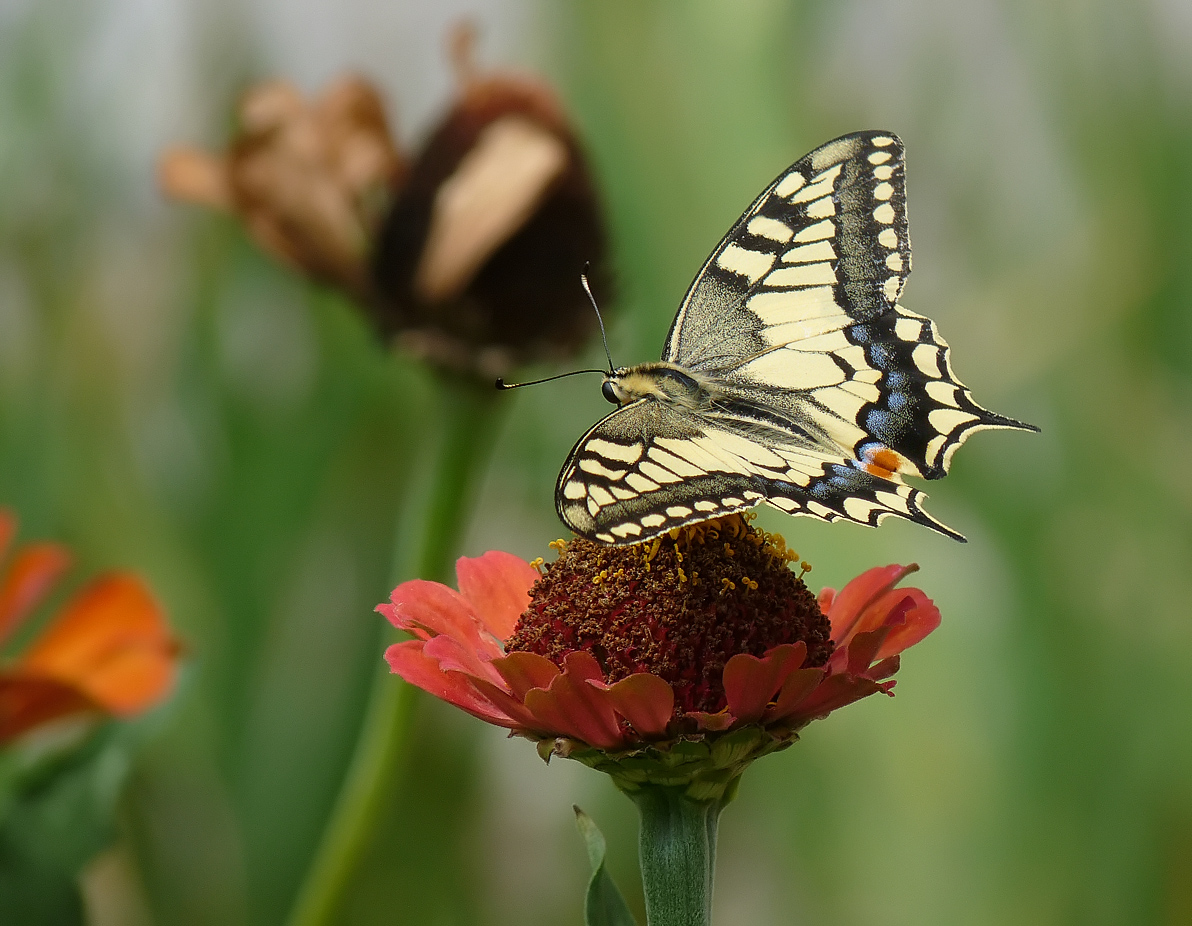 photo "***" tags: macro and close-up, flowers, insect