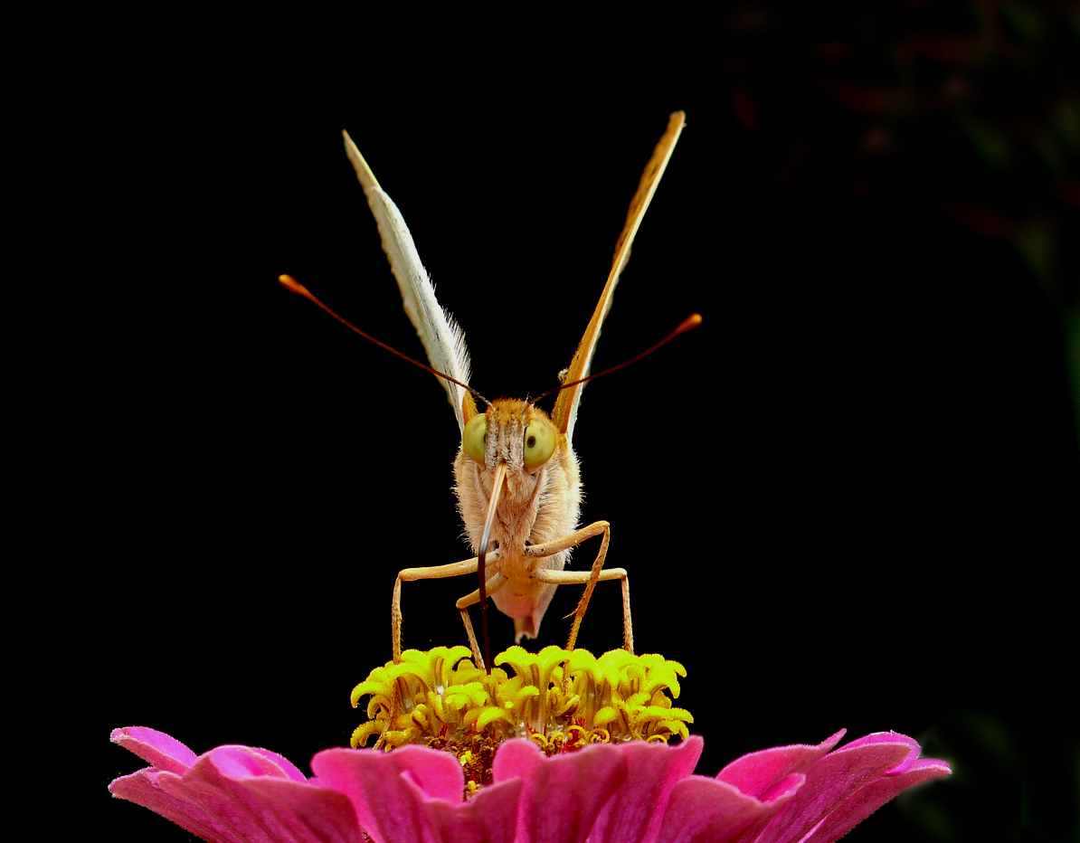 photo "***" tags: macro and close-up, insect