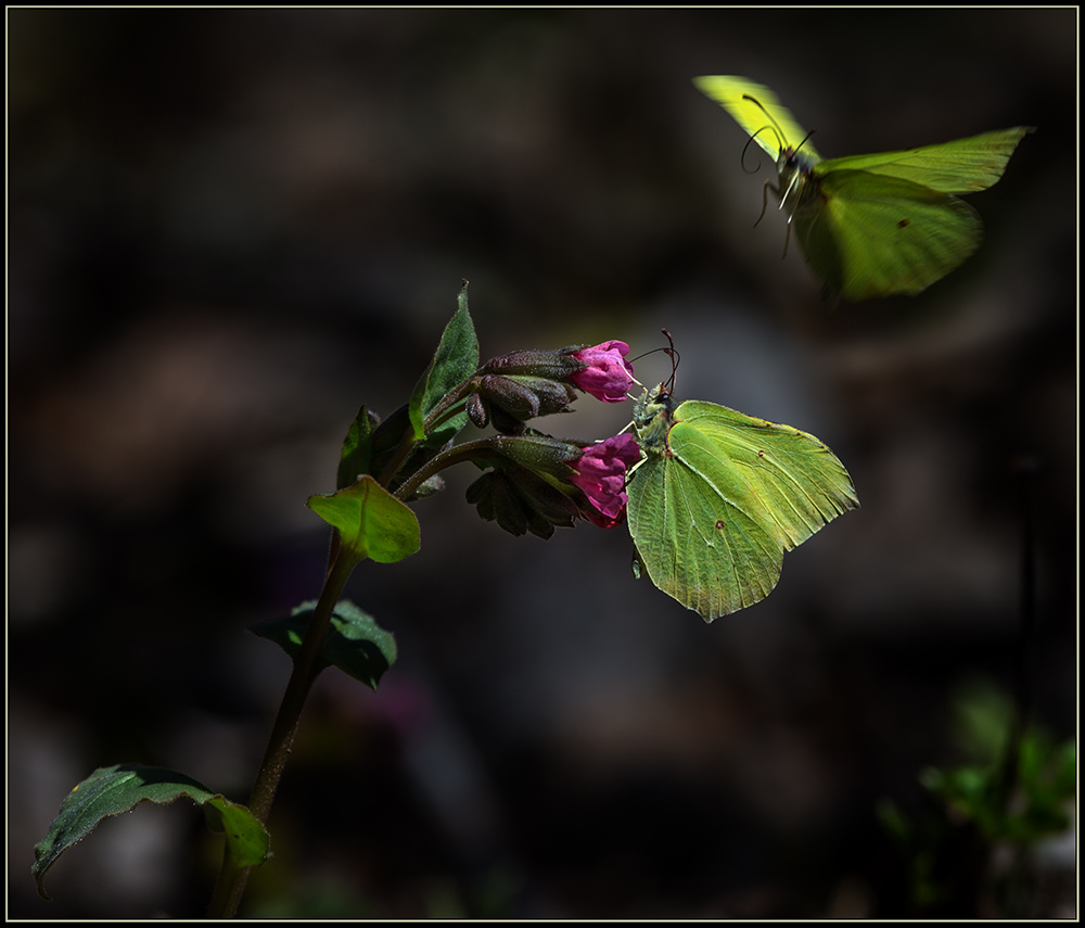 фото "Первоцветы" метки: природа, 