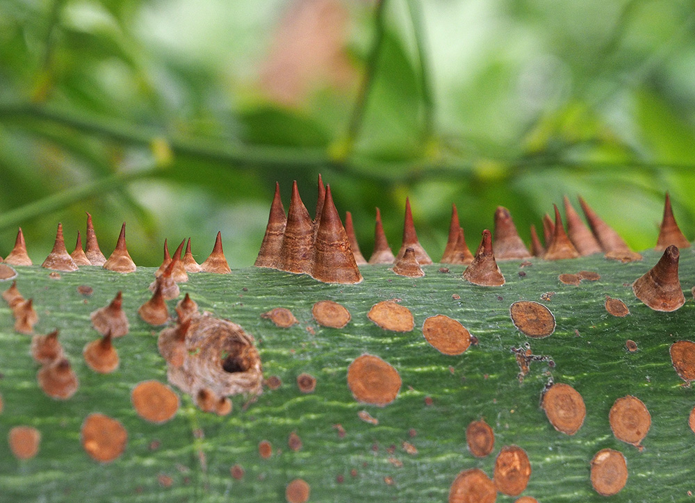 photo "Thorn City" tags: nature, macro and close-up, abstract, 