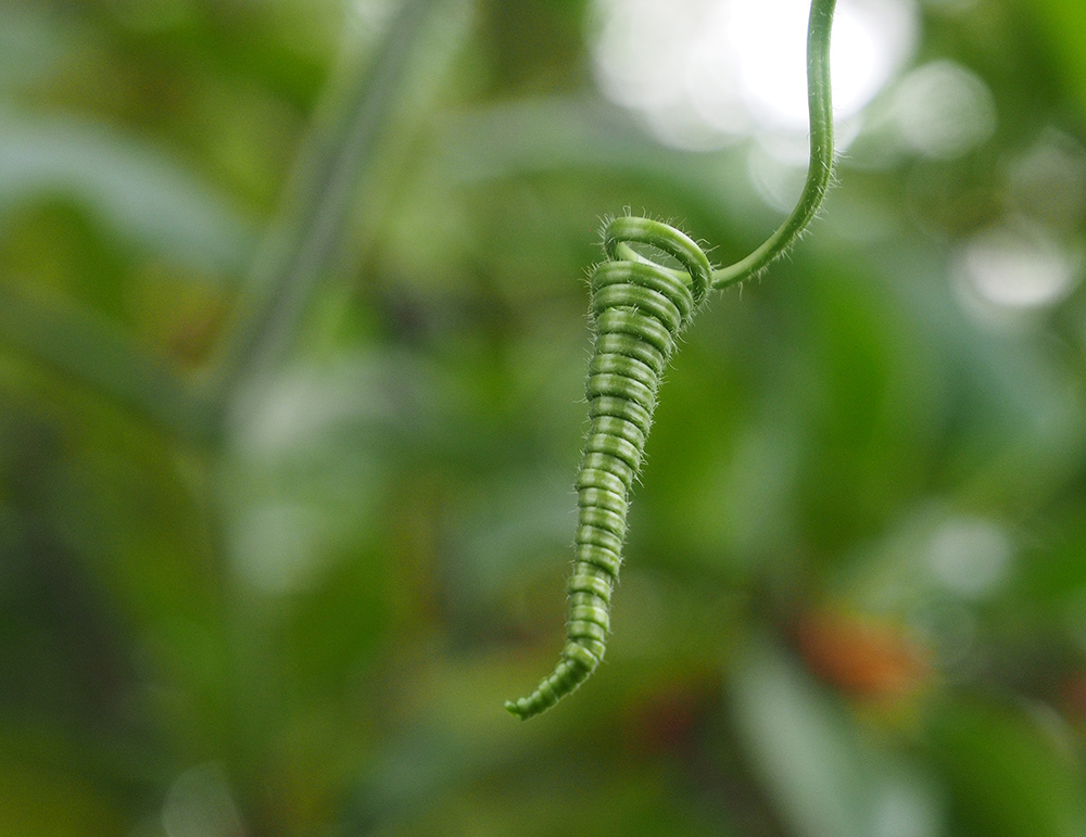 photo "The Green Spirale" tags: nature, macro and close-up, reporting, 