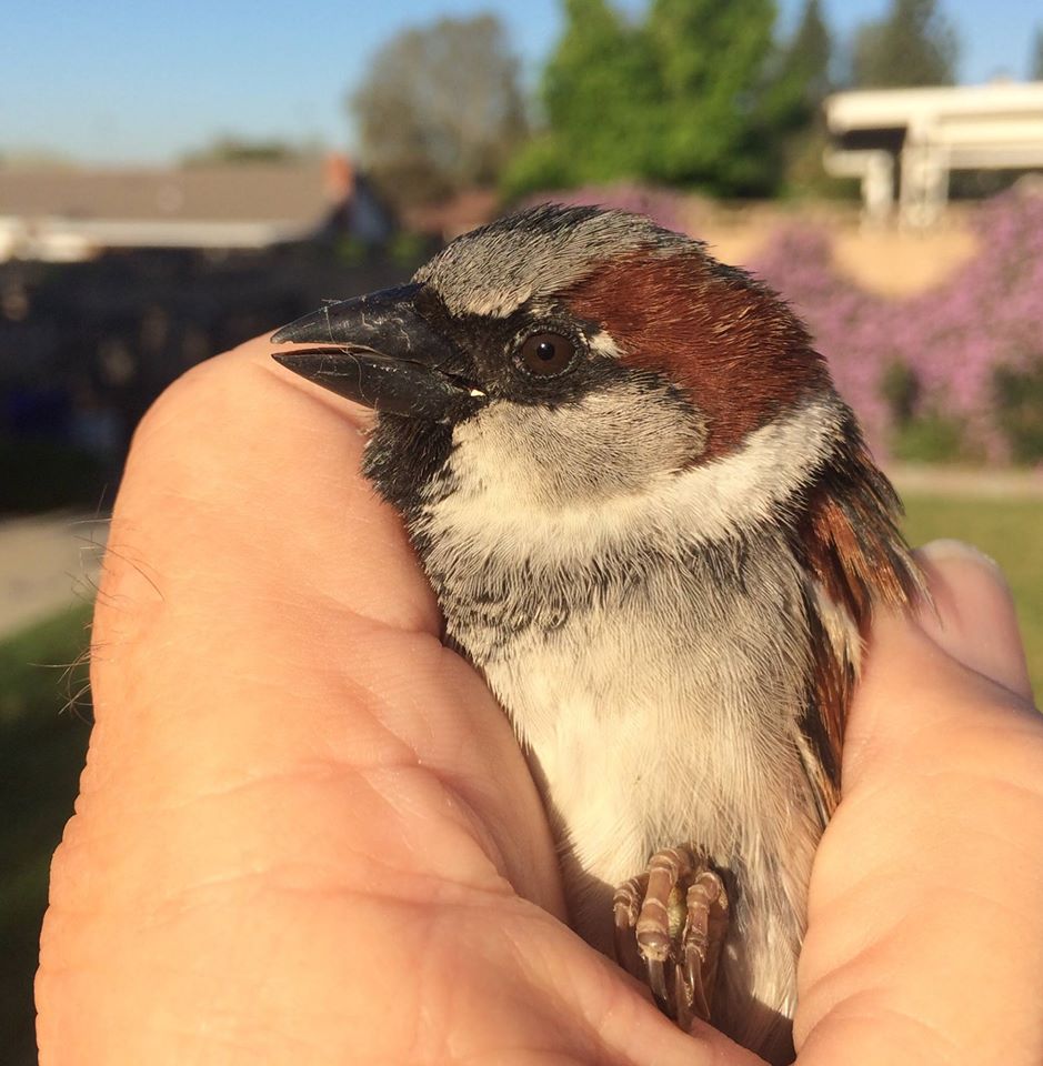 photo "Bird In The Hand" tags: macro and close-up, nature, genre, HUMAN, animal, bird, safe, sparrow, trauma