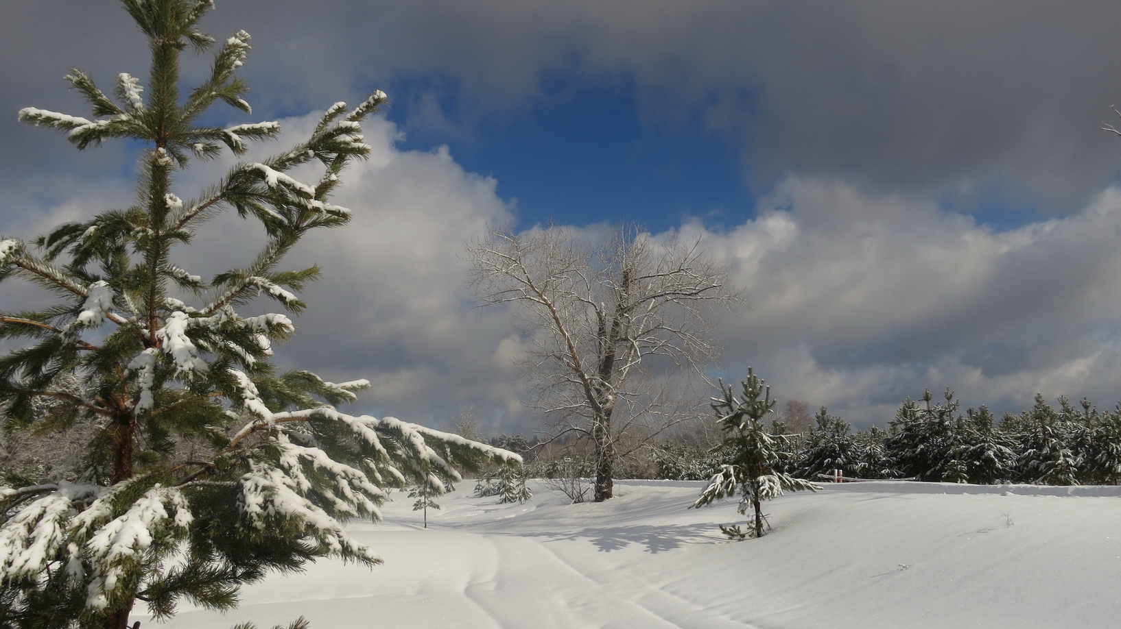 фото "***" метки: пейзаж, природа, лес, мороз, снег