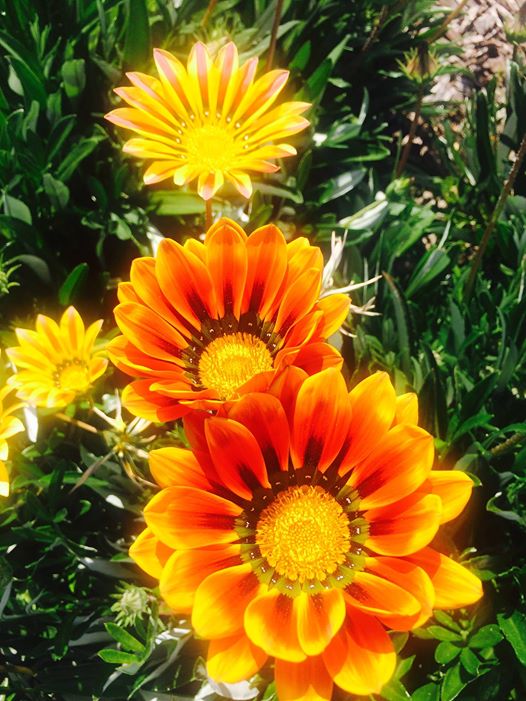 photo "***" tags: nature, macro and close-up, closeup, flowers, gazania, spring