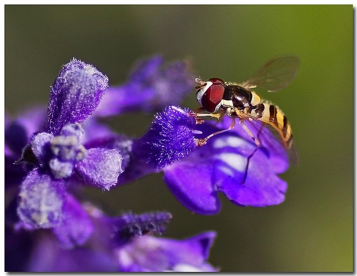 photo "***" tags: nature, macro and close-up, flowers, fly, garden, hover fly, macro