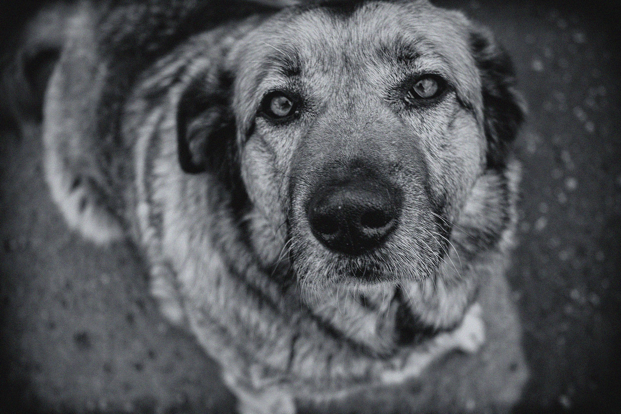 photo "уличный бродяга" tags: misc., black&white, street, look, бродяга, глаза, животное, пёс, собака