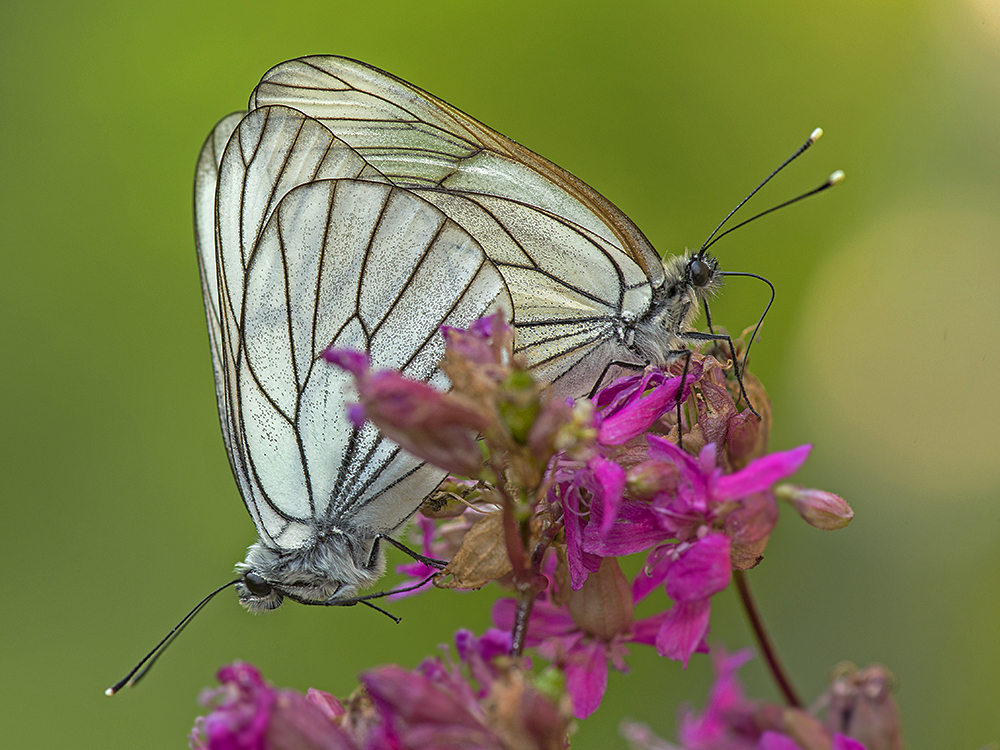 photo "***" tags: macro and close-up, Насекомые, бабочки