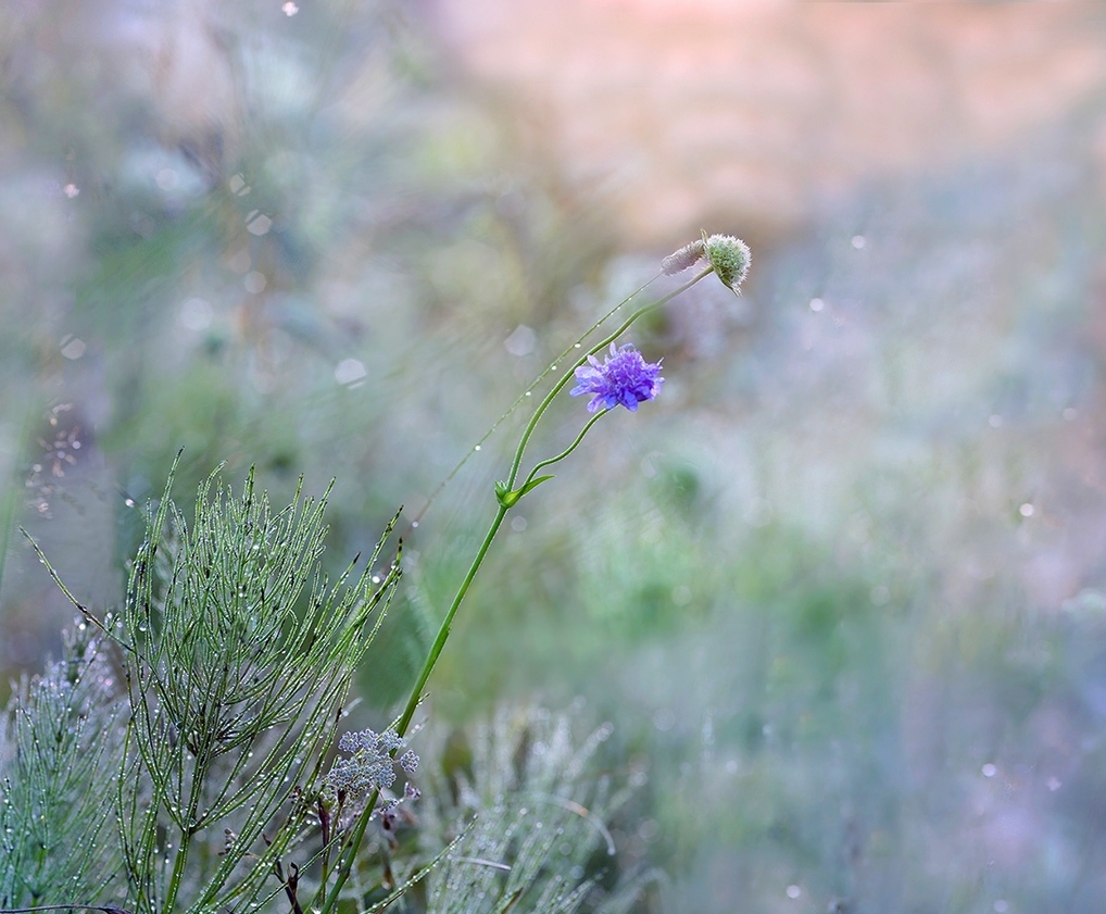 photo "***" tags: macro and close-up, nature, 