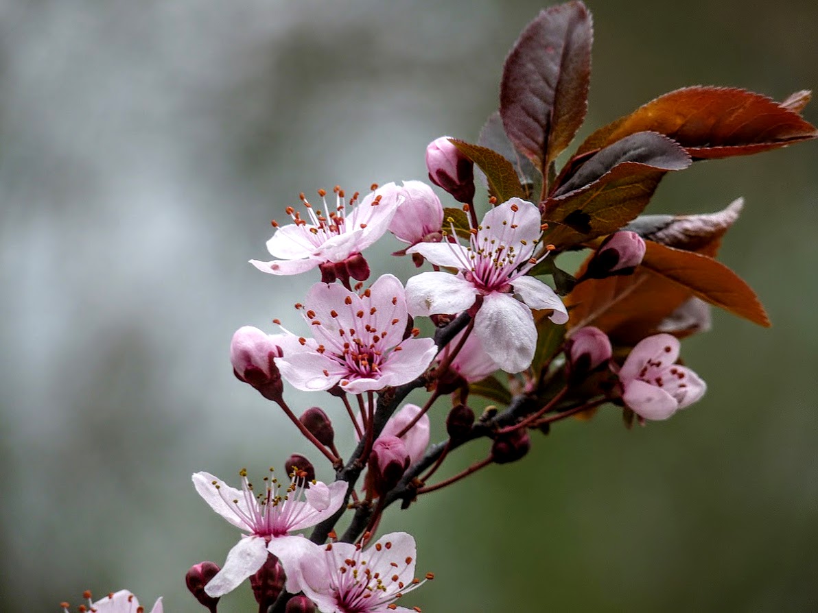 фото "Весная красота....." метки: природа, 