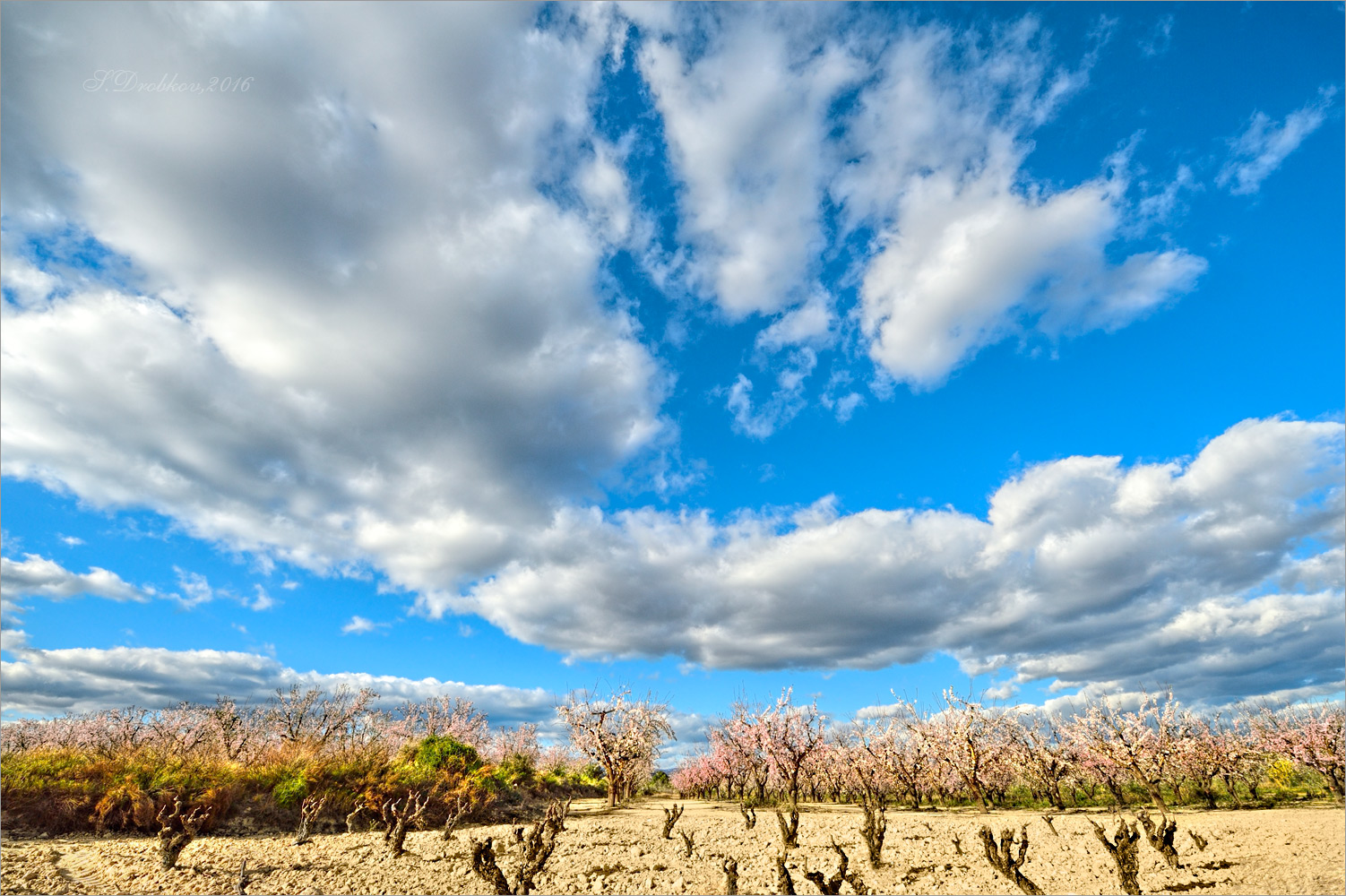 photo "***" tags: landscape, nature, Europe, clouds, flowers, sky, spring, tree, миндаль, полдень