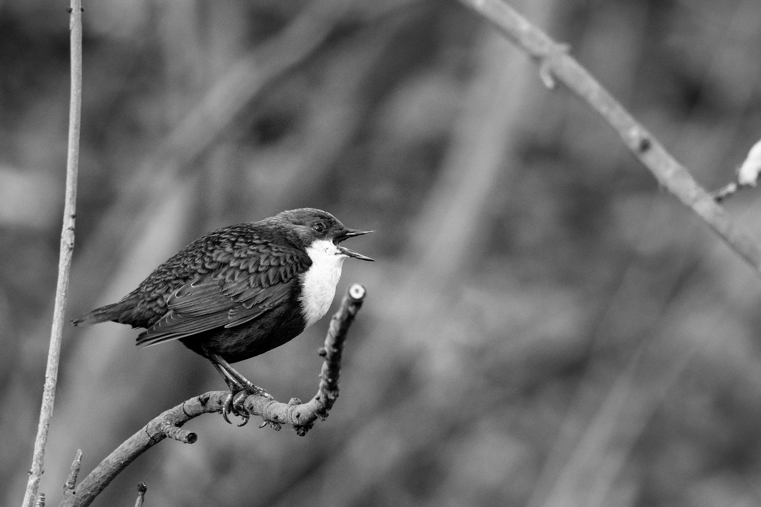 photo "Cinclus cinclus" tags: nature, black&white, Europe, spring, wild animals