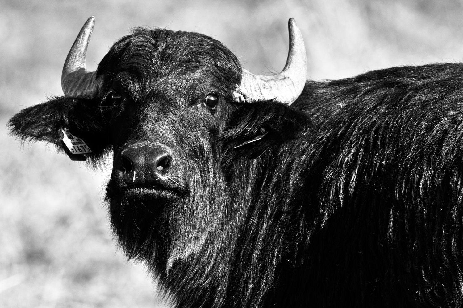 photo "Bubalus arnee" tags: black&white, nature, Europe