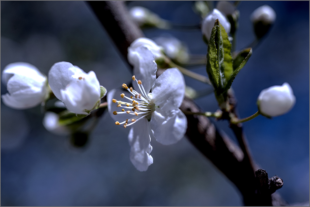 photo "***" tags: nature, genre, macro and close-up, 