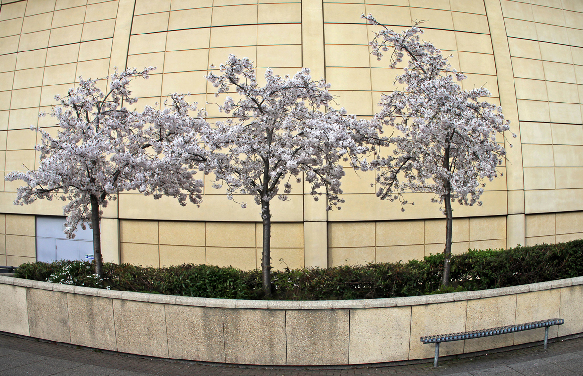 photo "***" tags: street, city, spring, дерева